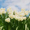 yn_ngoc993