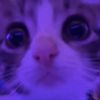 jony_has_all_he_ne
