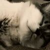 vyn_nyaa