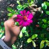 diwya__33