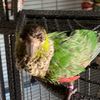 xela.the.bird.per