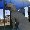 dogoargentino_juliaca