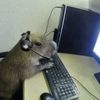 thebestcappybara