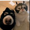 panduu_258