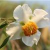 khaing0633
