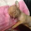 phuong_xihhh