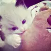 cyhzh.andiniii