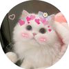 sristy.islm