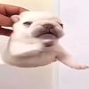 iampibble5