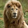 princekalenda