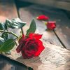 salma29563