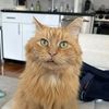 stanleythe_cat