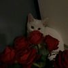 m_li767