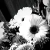 _dmrys_