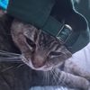 my_cats_a_thug