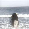 dareen8843
