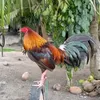 jagblackeagle