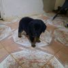 deedee13420
