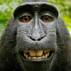 69monkey698