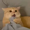 ko.thik117