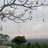 ghuringa_es