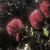 roseyi.2_
