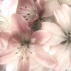 alasl_73