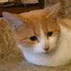felixlewen2