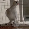 .hdgdfhffvh