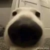 giaminh6962