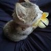 miawshopid