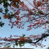 may096560