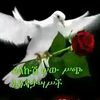 ame.rya617