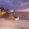 la.raffy38