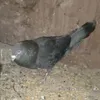 hhhhoj38
