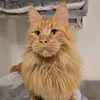 dexter_the_mainecoon_cat