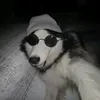 francisnocos7