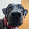 melvin_the_ridgeback