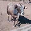 magatsheni2615