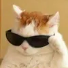 moewmoew54