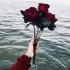 nasim_al