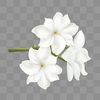 saamibrahim08