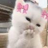 🎀