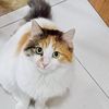 smallcalicocat