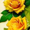 haladau.dawad