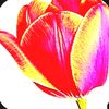 gozelonline2