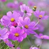 lotus_86