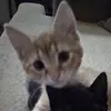 amina_vhm