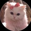 lily.manderes