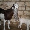 user2610593008022